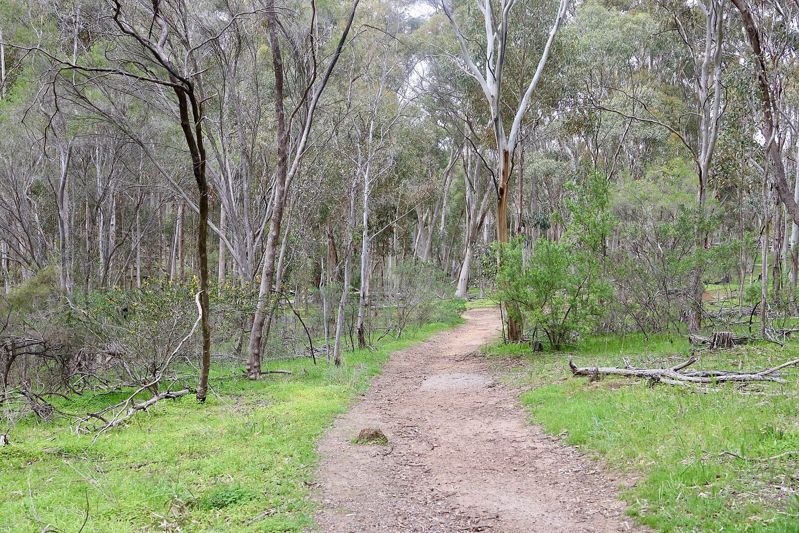 Bush walking track through gum trees at Belair National Park