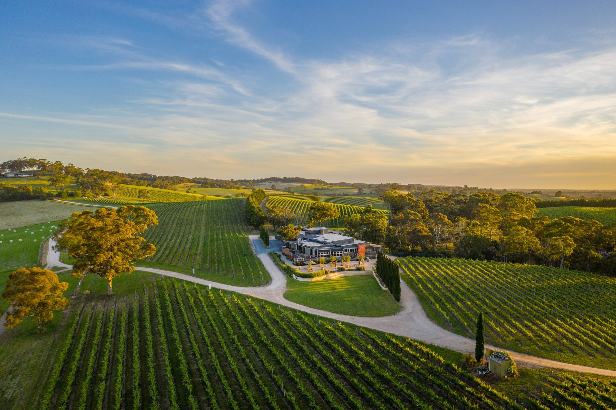 Aerial view over the vineyard rows at The Lane Vineyard, Hahndorf