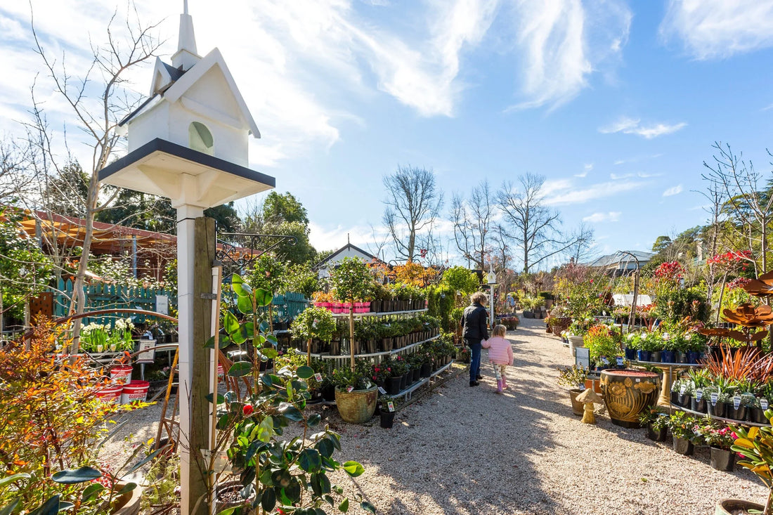 Rows of potted plants at Cleveland Nursery, Stirling
