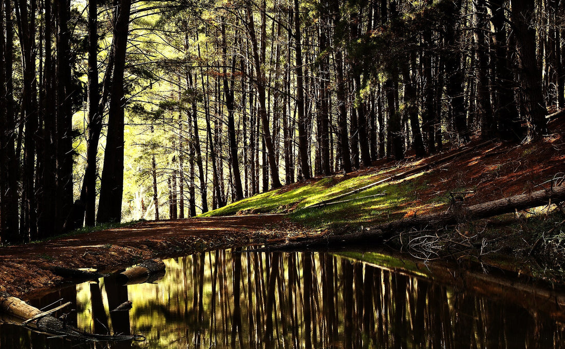 Pine forest reflected in still water at Kuitpo Forest, Adelaide Hills
