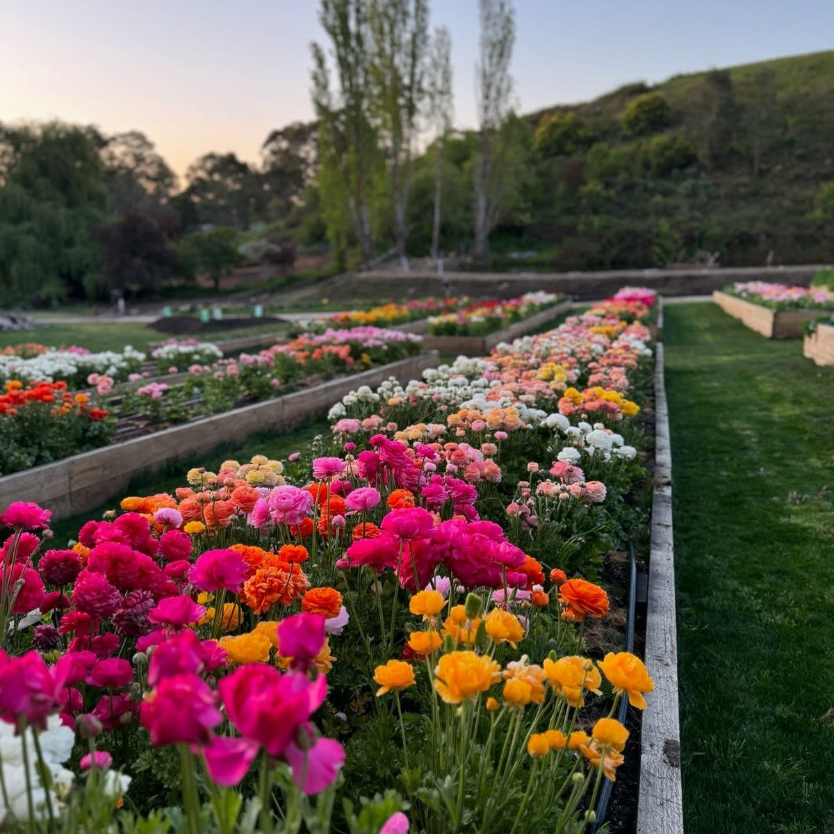 Raised beds of spring ranunculus at Hahndorf Flower Farm, Adelaide Hills