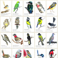 Birds of the Mount Lofty Ranges — Memory Card Game